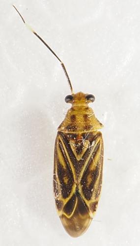 Piasus cribricollis